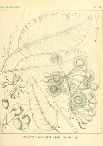 Reproducción/Reproduction 40097373223: A critical revision of the genus Eucalyptus,. Sydney,Gullick,1903-33.. 