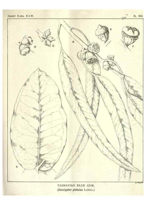 Reproducción/Reproduction 31989730587: The forest flora of New South Wales /. Sydney :W. A. Gullick,1902-1925.. 