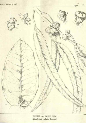 Reproducción/Reproduction 31989730587: The forest flora of New South Wales /. Sydney :W. A. Gullick,1902-1925.. 