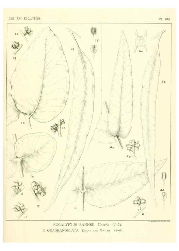Reproducción/Reproduction 40064967353: A critical revision of the genus Eucalyptus,. Sydney,Gullick,1903-33.. 