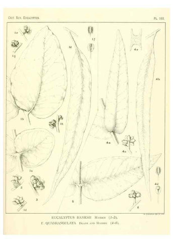 Reproducción/Reproduction 40064967353: A critical revision of the genus Eucalyptus,. Sydney,Gullick,1903-33.. 