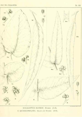 Reproducción/Reproduction 40064967353: A critical revision of the genus Eucalyptus,. Sydney,Gullick,1903-33.. 