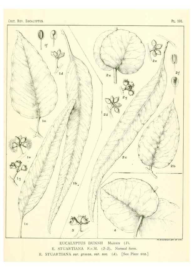 Reproducción/Reproduction 46977737462: A critical revision of the genus Eucalyptus,. Sydney,Gullick,1903-33.. 