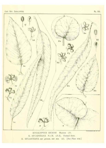 Reproducción/Reproduction 46977737462: A critical revision of the genus Eucalyptus,. Sydney,Gullick,1903-33.. 
