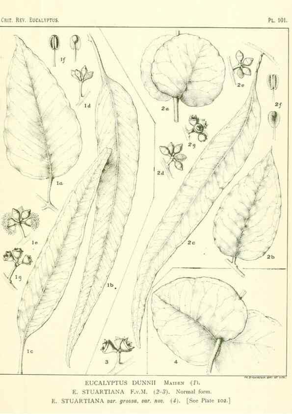 Reproducción/Reproduction 46977737462: A critical revision of the genus Eucalyptus,. Sydney,Gullick,1903-33.. 