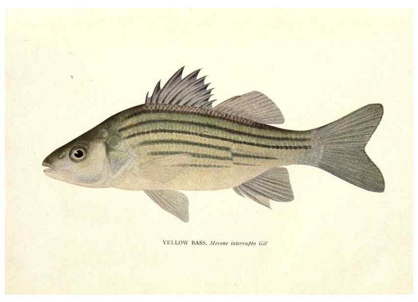 Reproducción/Reproduction 46217473974: The fishes of Illinois /. [Springfield, Ill. :Illinois State Journal Co.],1919-1920.. 