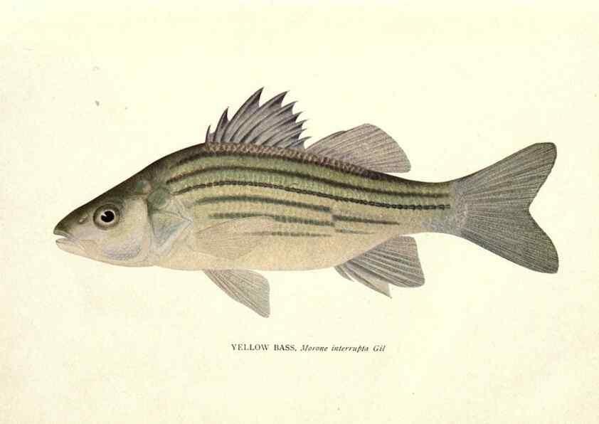 Reproducción/Reproduction 46217473974: The fishes of Illinois /. [Springfield, Ill. :Illinois State Journal Co.],1919-1920.. 