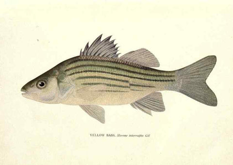 Reproducción/Reproduction 46217473974: The fishes of Illinois /. [Springfield, Ill. :Illinois State Journal Co.],1919-1920.. 