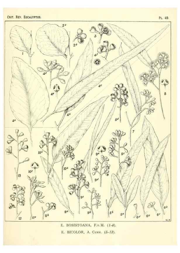 Reproducción/Reproduction 46305393664: A critical revision of the genus Eucalyptus,. Sydney,Gullick,1903-33.. 