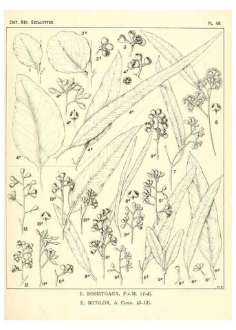Reproducción/Reproduction 46305393664: A critical revision of the genus Eucalyptus,. Sydney,Gullick,1903-33.. 