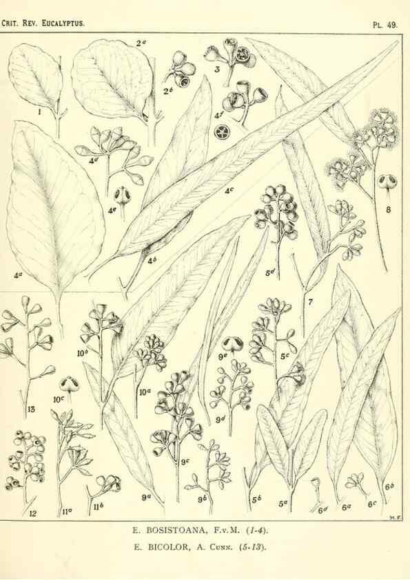 Reproducción/Reproduction 46305393664: A critical revision of the genus Eucalyptus,. Sydney,Gullick,1903-33.. 