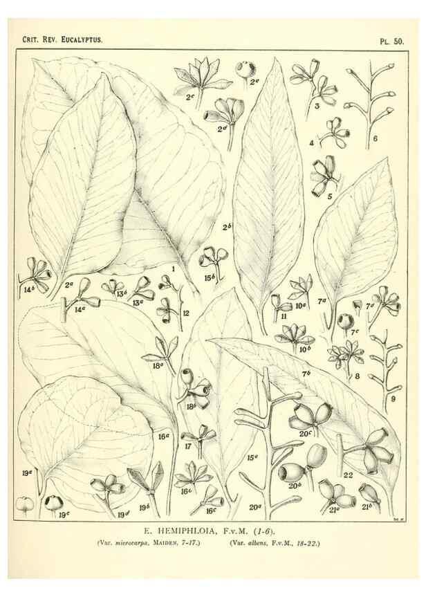 Reproducción/Reproduction 32087909387: A critical revision of the genus Eucalyptus,. Sydney,Gullick,1903-33.. 