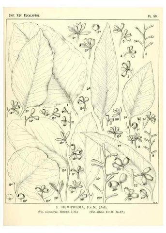 Reproducción/Reproduction 32087909387: A critical revision of the genus Eucalyptus,. Sydney,Gullick,1903-33.. 