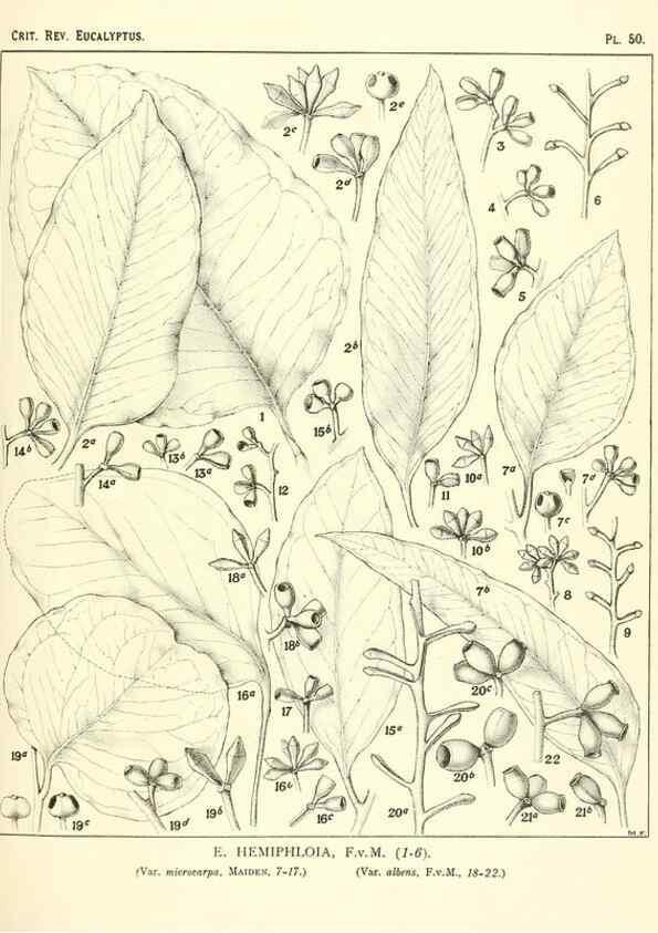 Reproducción/Reproduction 32087909387: A critical revision of the genus Eucalyptus,. Sydney,Gullick,1903-33.. 