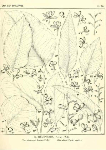 Reproducción/Reproduction 32087909387: A critical revision of the genus Eucalyptus,. Sydney,Gullick,1903-33.. 