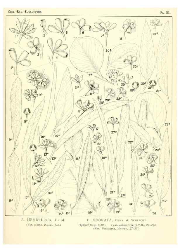 Reproducción/Reproduction 32087910477: A critical revision of the genus Eucalyptus,. Sydney,Gullick,1903-33.. 