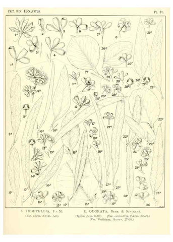Reproducción/Reproduction 32087910477: A critical revision of the genus Eucalyptus,. Sydney,Gullick,1903-33.. 