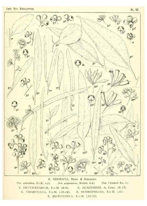 Reproducción/Reproduction 46977384172: A critical revision of the genus Eucalyptus,. Sydney,Gullick,1903-33.. 