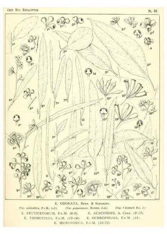Reproducción/Reproduction 46977384172: A critical revision of the genus Eucalyptus,. Sydney,Gullick,1903-33.. 