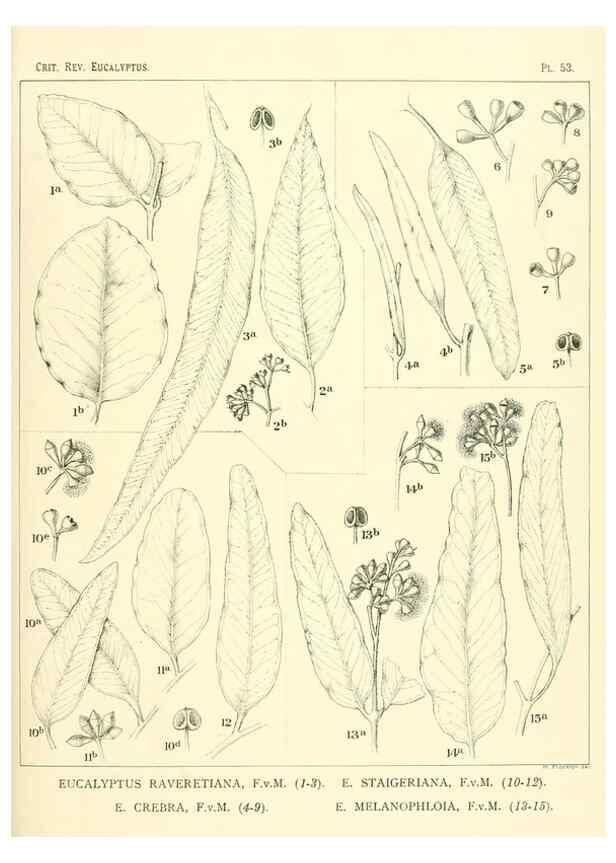 Reproducción/Reproduction 46115741925: A critical revision of the genus Eucalyptus,. Sydney,Gullick,1903-33.. 