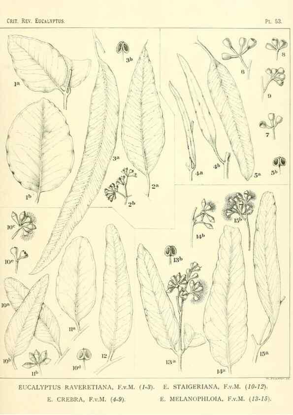 Reproducción/Reproduction 46115741925: A critical revision of the genus Eucalyptus,. Sydney,Gullick,1903-33.. 