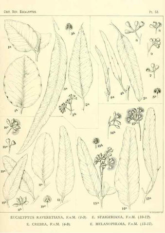 Reproducción/Reproduction 46115741925: A critical revision of the genus Eucalyptus,. Sydney,Gullick,1903-33.. 