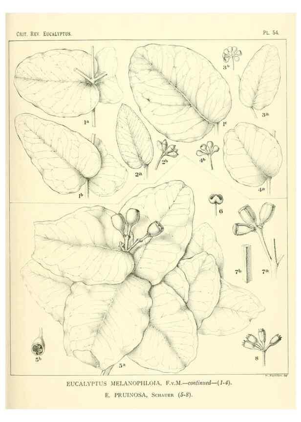 Reproducción/Reproduction 47029305821: A critical revision of the genus Eucalyptus,. Sydney,Gullick,1903-33.. 
