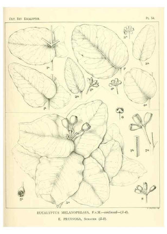 Reproducción/Reproduction 47029305821: A critical revision of the genus Eucalyptus,. Sydney,Gullick,1903-33.. 
