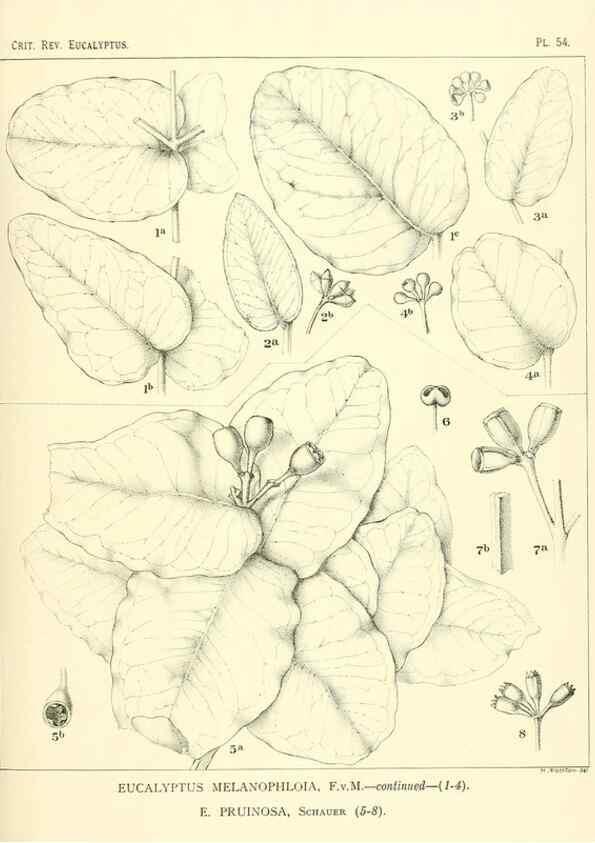 Reproducción/Reproduction 47029305821: A critical revision of the genus Eucalyptus,. Sydney,Gullick,1903-33.. 