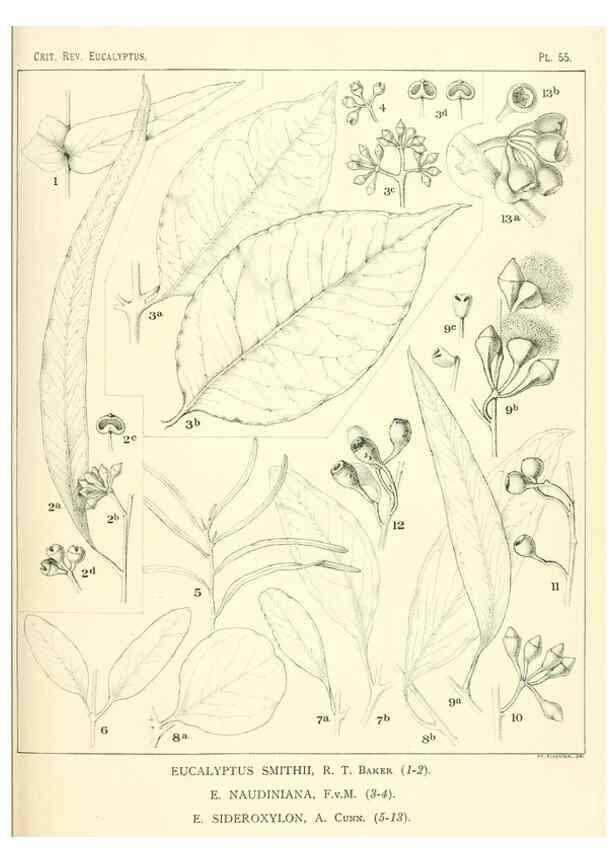 Reproducción/Reproduction 40064627803: A critical revision of the genus Eucalyptus,. Sydney,Gullick,1903-33.. 