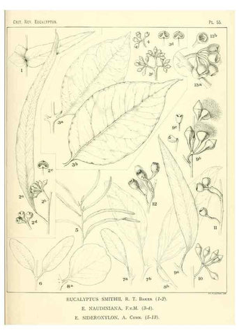 Reproducción/Reproduction 40064627803: A critical revision of the genus Eucalyptus,. Sydney,Gullick,1903-33.. 