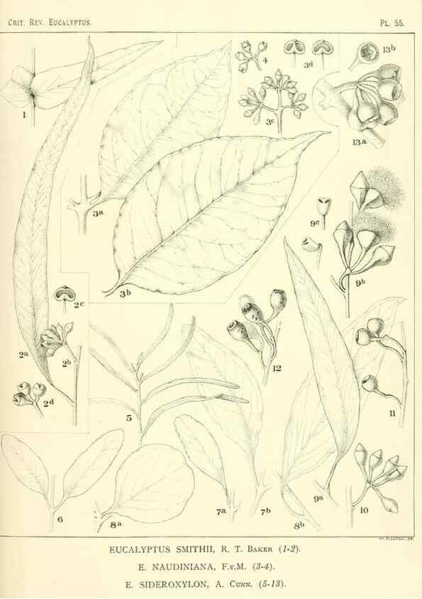 Reproducción/Reproduction 40064627803: A critical revision of the genus Eucalyptus,. Sydney,Gullick,1903-33.. 