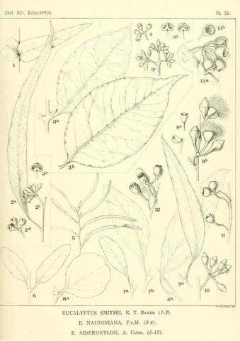Reproducción/Reproduction 40064627803: A critical revision of the genus Eucalyptus,. Sydney,Gullick,1903-33.. 