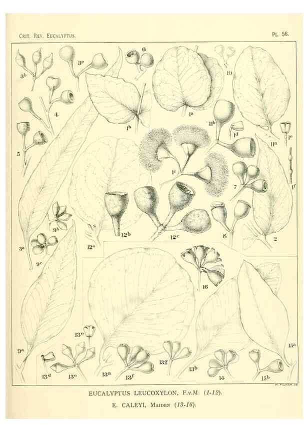 Reproducción/Reproduction 33154195658: A critical revision of the genus Eucalyptus,. Sydney,Gullick,1903-33.. 