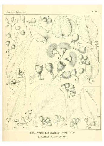 Reproducción/Reproduction 33154195658: A critical revision of the genus Eucalyptus,. Sydney,Gullick,1903-33.. 