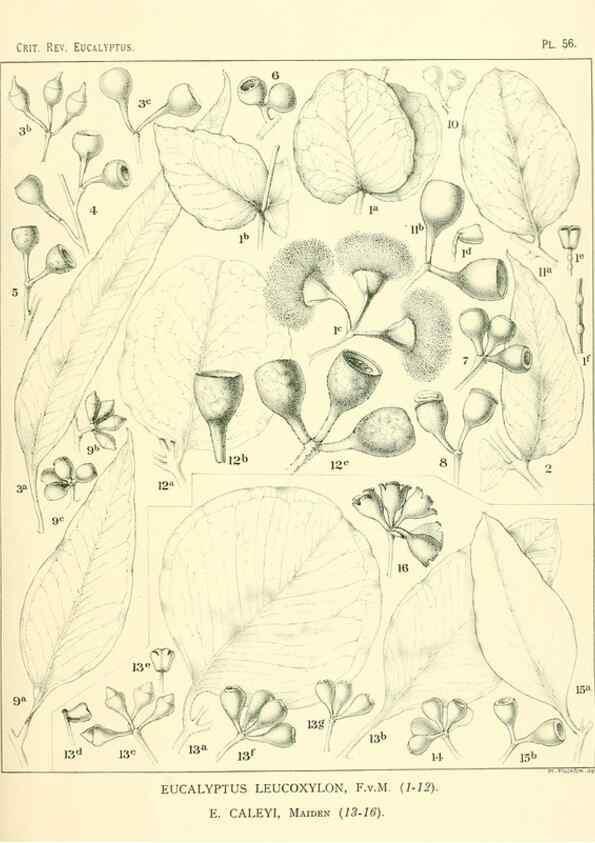 Reproducción/Reproduction 33154195658: A critical revision of the genus Eucalyptus,. Sydney,Gullick,1903-33.. 