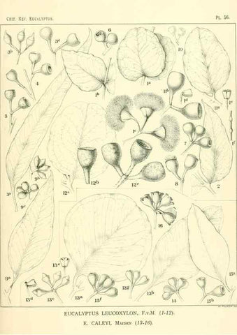 Reproducción/Reproduction 33154195658: A critical revision of the genus Eucalyptus,. Sydney,Gullick,1903-33.. 