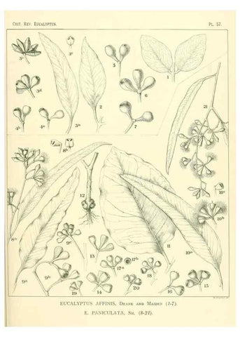 Reproducción/Reproduction 32087914217: A critical revision of the genus Eucalyptus,. Sydney,Gullick,1903-33.. 