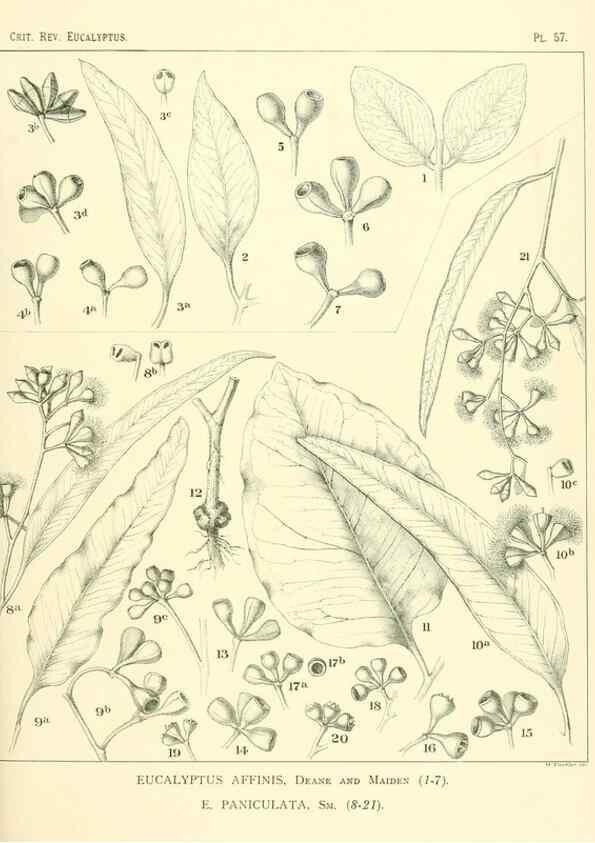 Reproducción/Reproduction 32087914217: A critical revision of the genus Eucalyptus,. Sydney,Gullick,1903-33.. 