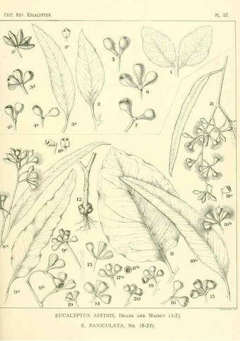 Reproducción/Reproduction 32087914217: A critical revision of the genus Eucalyptus,. Sydney,Gullick,1903-33.. 