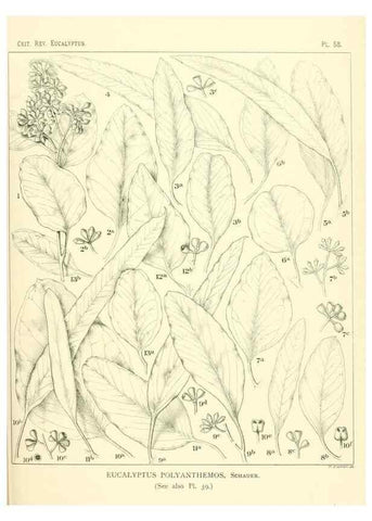 Reproducción/Reproduction 33154197038: A critical revision of the genus Eucalyptus,. Sydney,Gullick,1903-33.. 