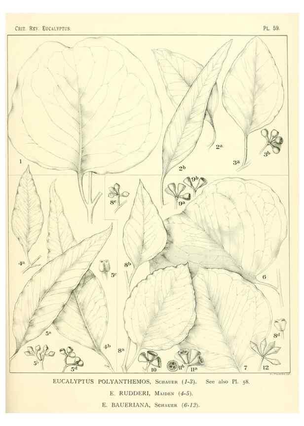 Reproducción/Reproduction 46305451644: A critical revision of the genus Eucalyptus,. Sydney,Gullick,1903-33.. 