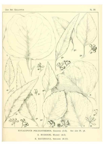 Reproducción/Reproduction 46305451644: A critical revision of the genus Eucalyptus,. Sydney,Gullick,1903-33.. 