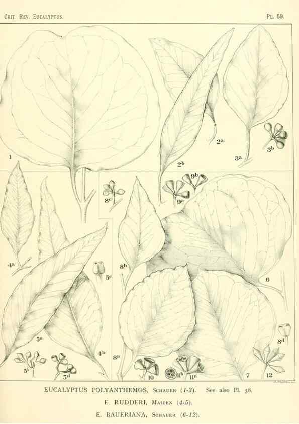 Reproducción/Reproduction 46305451644: A critical revision of the genus Eucalyptus,. Sydney,Gullick,1903-33.. 