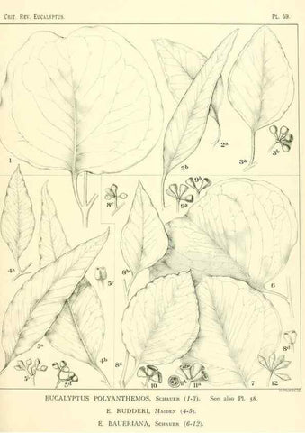 Reproducción/Reproduction 46305451644: A critical revision of the genus Eucalyptus,. Sydney,Gullick,1903-33.. 