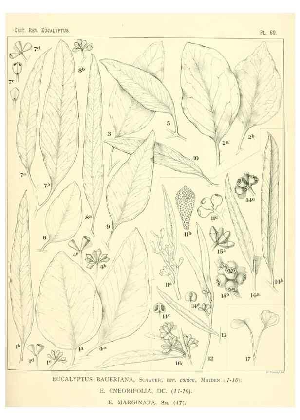 Reproducción/Reproduction 46977438712: A critical revision of the genus Eucalyptus,. Sydney,Gullick,1903-33.. 