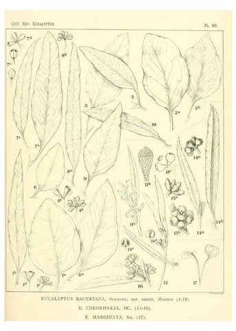 Reproducción/Reproduction 46977438712: A critical revision of the genus Eucalyptus,. Sydney,Gullick,1903-33.. 