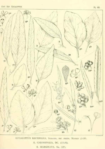 Reproducción/Reproduction 46977438712: A critical revision of the genus Eucalyptus,. Sydney,Gullick,1903-33.. 