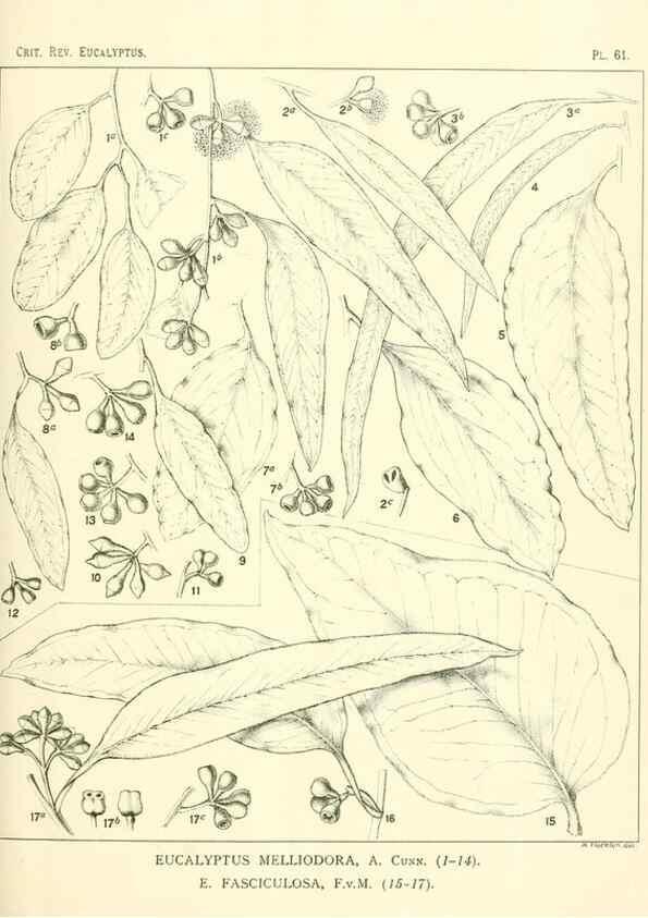 Reproducción/Reproduction 32087946127: A critical revision of the genus Eucalyptus,. Sydney,Gullick,1903-33.. 