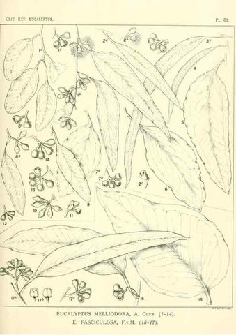 Reproducción/Reproduction 32087946127: A critical revision of the genus Eucalyptus,. Sydney,Gullick,1903-33.. 